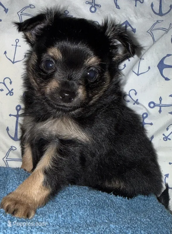 Lil Adam – Chihuahua puppy for sale in Knightdale, NC