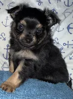 Lil Adam, a male Chihuahua for sale in Knightdale, NC – 1 of 1