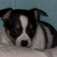 Huey, a male Chihuahua for sale in Knightdale, NC – Photo 1 of 2