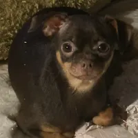 Lil Joseph, a male Chihuahua for sale in Knightdale, NC – Photo 1 of 3