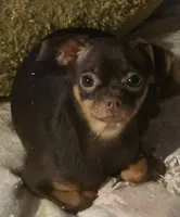 Lil Joseph, a male Chihuahua for sale in Knightdale, NC – Photo 1 of 3