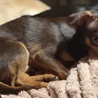 Lil Joseph, a male Chihuahua for sale in Knightdale, NC – Photo 3 of 3