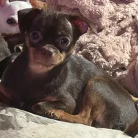 Lil Joseph, a male Chihuahua for sale in Knightdale, NC – Photo 2 of 3