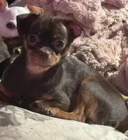 Lil Joseph, a male Chihuahua for sale in Knightdale, NC – Photo 2 of 3