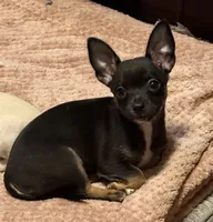 Lil’ Howie, a male Chihuahua for sale in Knightdale, NC – 2 of 4