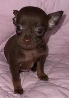 Tiny Tinkerbell, a female Chihuahua for sale in Knightdale, NC – Photo 1 of 2