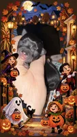Lil’ Huckle , a male Chihuahua for sale in Knightdale, NC – 1 of 1