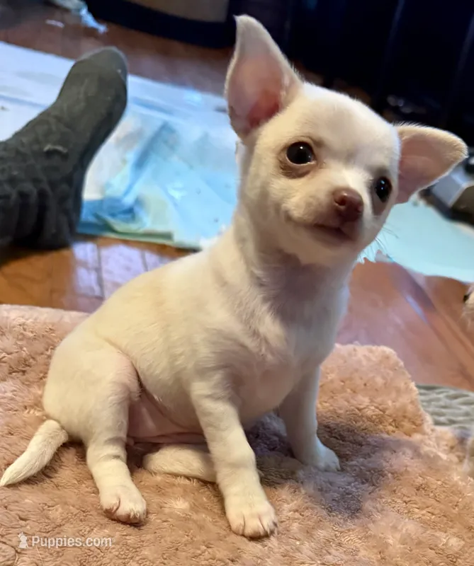 Lil Snow – Chihuahua puppy for sale in Knightdale, NC