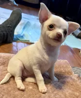 Lil Snow, a female Chihuahua for sale in Knightdale, NC – 1 of 1