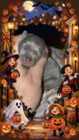 Lil’ Hannah, a female Chihuahua for sale in Knightdale, NC – 1 of 1