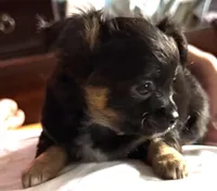 Lil’ Licorice , a female Chihuahua for sale in Knightdale, NC – Photo 2 of 3