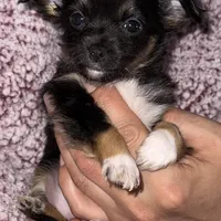 Lil’ Licorice , a female Chihuahua for sale in Knightdale, NC – Photo 1 of 3