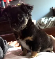 Lil’ Licorice , a female Chihuahua for sale in Knightdale, NC – Photo 3 of 3