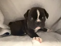 Skunk, a male Frenchton for sale in Molalla, OR – 4 of 4