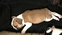 Catt , a female Frenchton for sale in Molalla, OR – 2 of 6