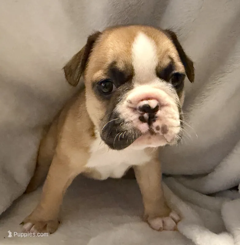 Bear – Frenchton puppy for sale in Molalla, OR