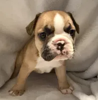 Bear, a male Frenchton for sale in Molalla, OR – 1 of 4
