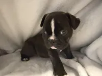 Skunk, a male Frenchton for sale in Molalla, OR – 3 of 4