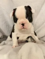 Cow-Baby, a male Frenchton for sale in Molalla, OR – 3 of 5