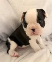 Cow-Baby, a male Frenchton for sale in Molalla, OR – 4 of 5