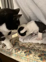 Cow-Baby, a male Frenchton for sale in Molalla, OR – 5 of 5