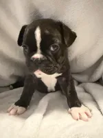 Skunk, a male Frenchton for sale in Molalla, OR – 2 of 4