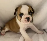 Catt , a female Frenchton for sale in Molalla, OR – 3 of 6
