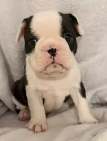 Cow-Baby, a male Frenchton for sale in Molalla, OR – 2 of 5