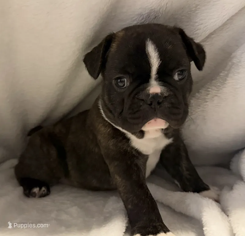 Skunk – Frenchton puppy for sale in Molalla, OR