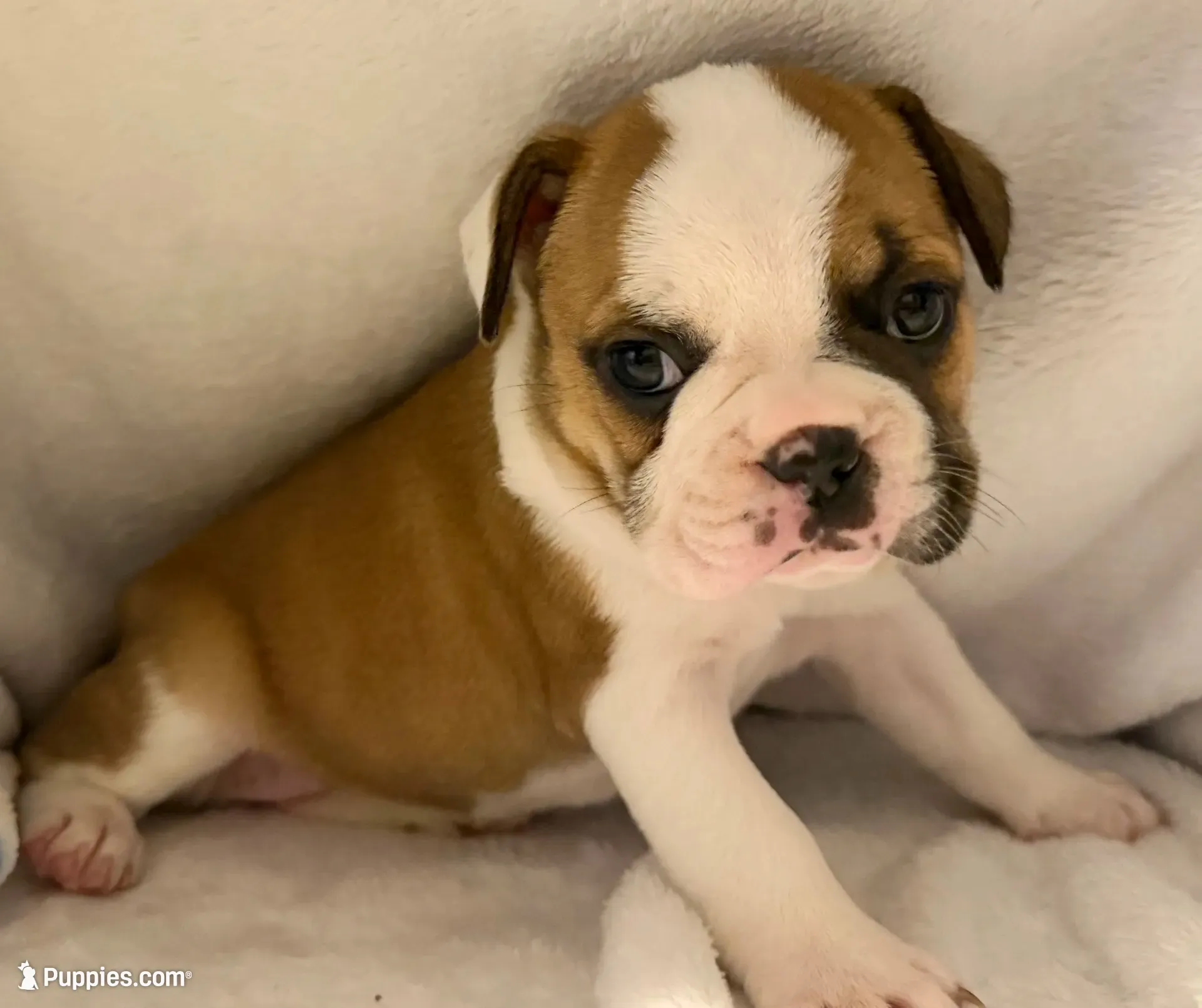 Catt , a female Frenchton for sale in Molalla, OR – 1 of 6
