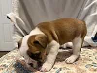 Catt , a female Frenchton for sale in Molalla, OR – 5 of 6