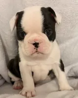 Cow-Baby, a male Frenchton for sale in Molalla, OR – 1 of 5