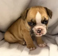 Bear, a male Frenchton for sale in Molalla, OR – 4 of 4