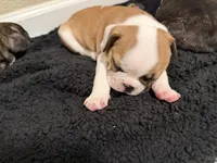 Catt , a female Frenchton for sale in Molalla, OR – 4 of 6