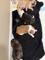 Catt , a female Frenchton for sale in Molalla, OR – 6 of 6