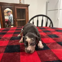 Bella, a female Catahoula Leopard Dog for sale in Thomasville, NC – 5 of 5