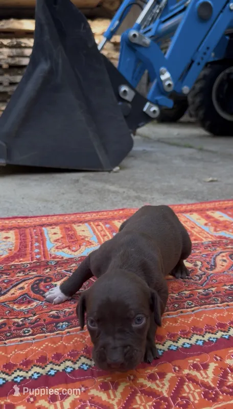 Wasabi – Catahoula Leopard Dog puppy for sale in Thomasville, NC