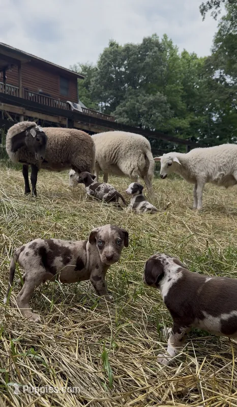 Theodore – Catahoula Leopard Dog puppy for sale in Thomasville, NC