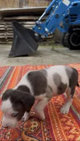 Duchess, a female Catahoula Leopard Dog for sale in Thomasville, NC – 3 of 10