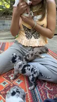 Sterling, a male Catahoula Leopard Dog for sale in Thomasville, NC – 4 of 4