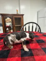 Daemon, a male Catahoula Leopard Dog for sale in Thomasville, NC – 5 of 5