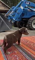 Stella, a female Catahoula Leopard Dog for sale in Thomasville, NC – 5 of 10