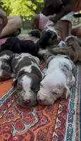 Scarlett, a female Catahoula Leopard Dog for sale in Thomasville, NC – 4 of 4