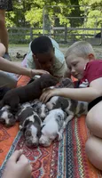 Wasabi, a female Catahoula Leopard Dog for sale in Thomasville, NC – 4 of 5