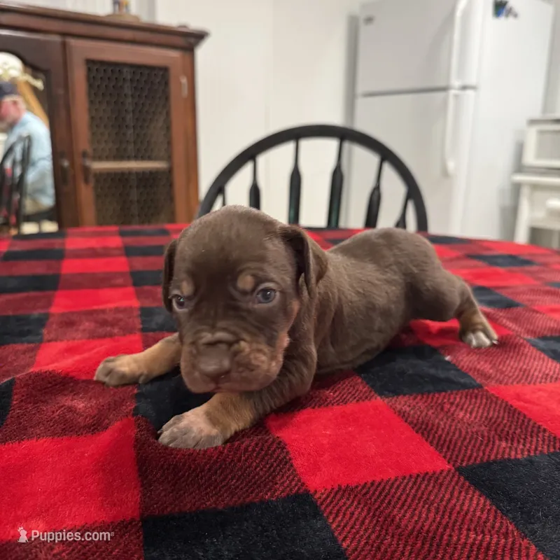 Carolina  – Catahoula Leopard Dog puppy for sale in Thomasville, NC