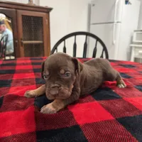 Carolina , a female Catahoula Leopard Dog for sale in Thomasville, NC – 1 of 4