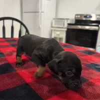 Athena , a female Catahoula Leopard Dog for sale in Thomasville, NC – 3 of 4
