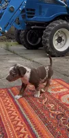 Stella, a female Catahoula Leopard Dog for sale in Thomasville, NC – 4 of 10