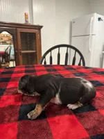 Daemon, a male Catahoula Leopard Dog for sale in Thomasville, NC – 3 of 5
