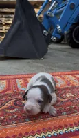 Duchess, a female Catahoula Leopard Dog for sale in Thomasville, NC – 1 of 5